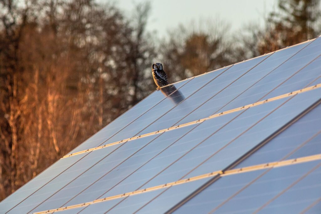 Zonnepanelen dak
